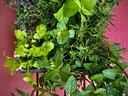 Square planter of assorted fresh herbs on red wooden boards
