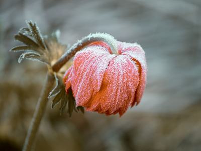 Photo of a flower with frost on it.