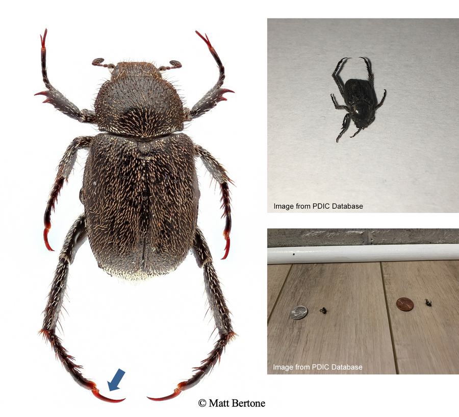 Dark Hoplia scarab beetle showing diagnostic single large claw on hind legs