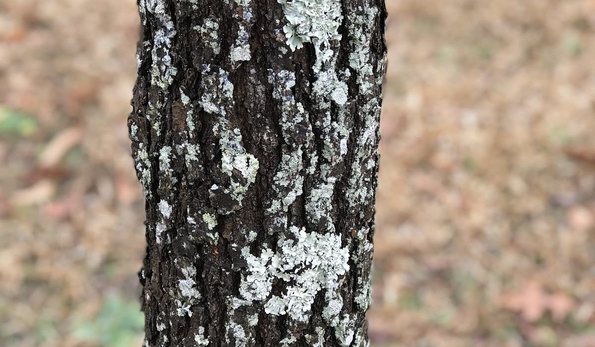 FAQ: Lichens - Extension Gardener | NC State Extension
