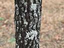 Lichen on trunk
