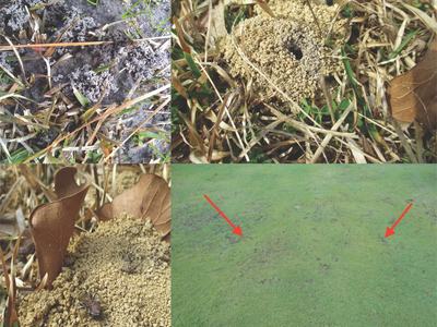 Different ground insect disturbances