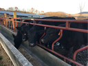 cattle