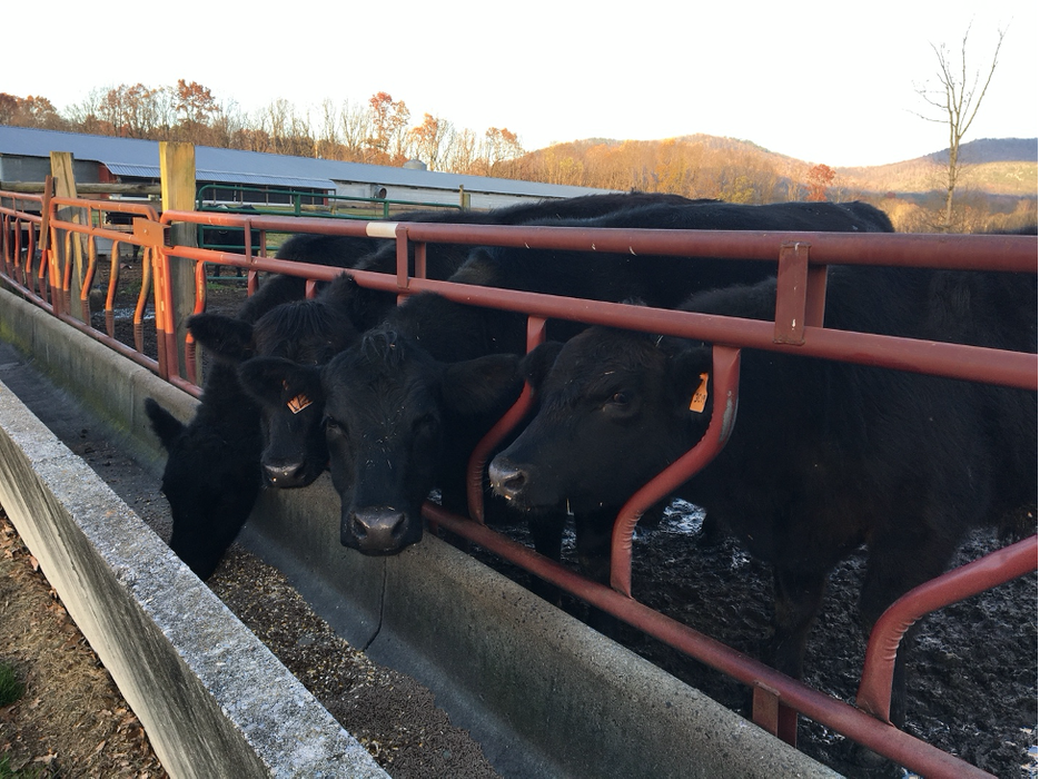 cattle