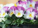 Purple and white pansy flowers in a black plastic nursery pot