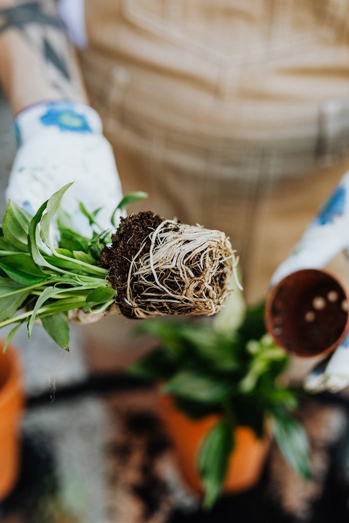 plant with soil roots 