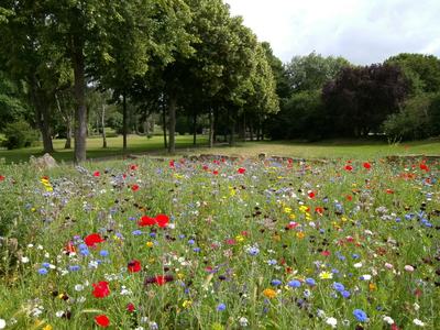 Flowers in Field with Trees in the Back