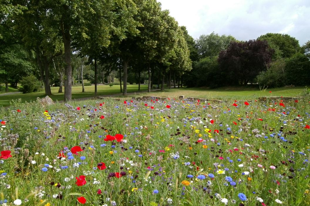 Flowers in Field with Trees in the Back