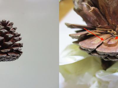 Sortleaf pine cones