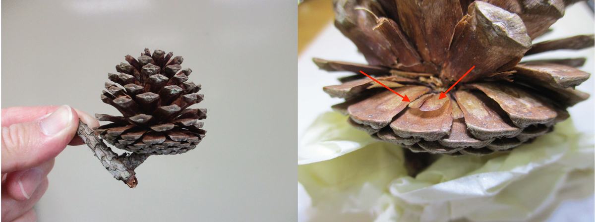 Sortleaf pine cones