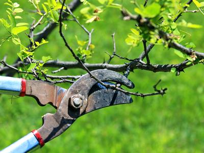 Pruning shears cutting a thin branch on a leafy thorny shrub