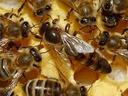 Honeybees clustered on honeycomb cells