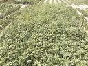 Soybeans infested with herbicide-resistant Palmer amaranth.