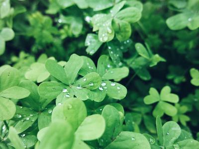 Clovers
