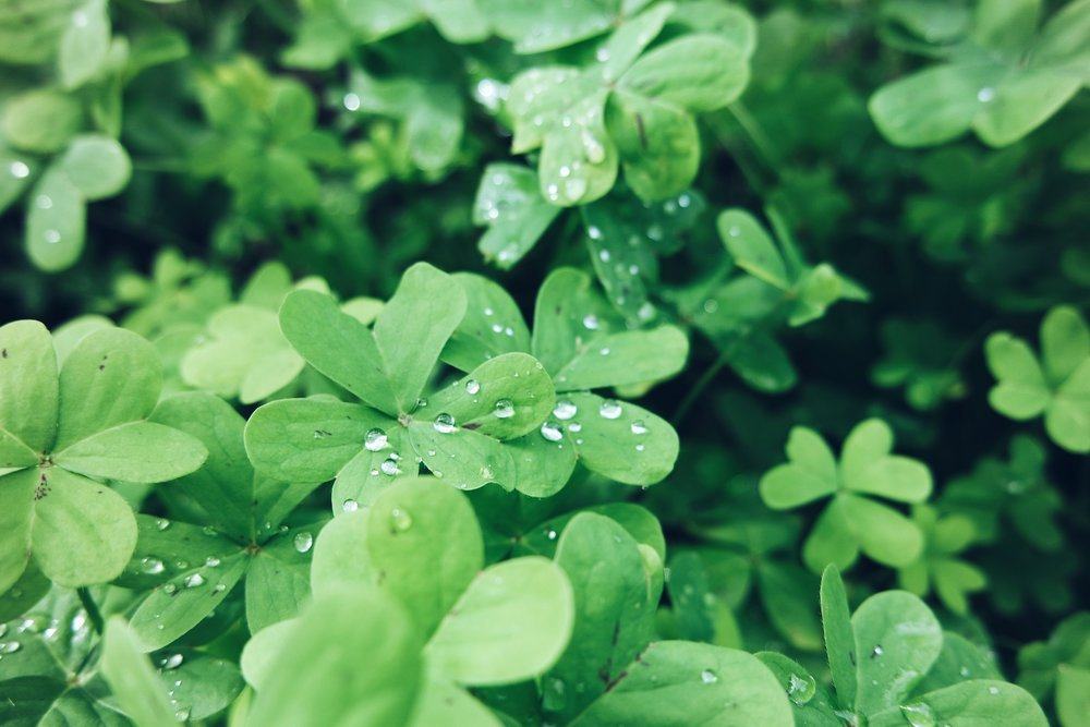 Clovers