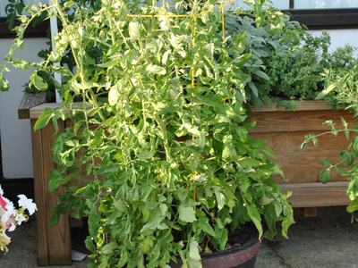 tomato plant in planter