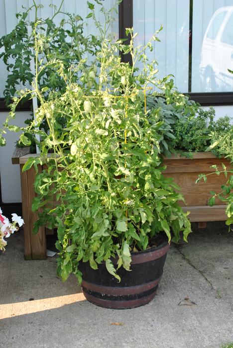 tomato plant in planter