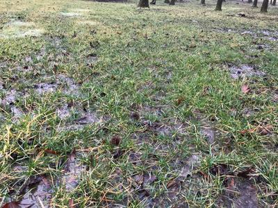 waterlogged grass