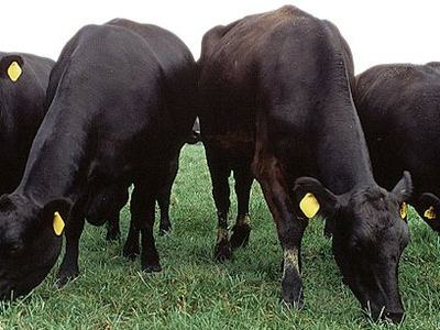 herd of black cattle grazing