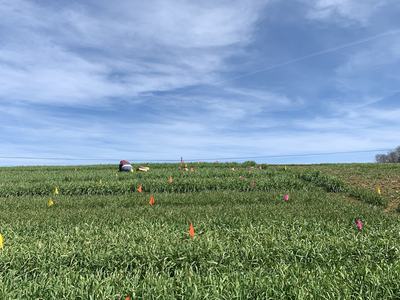 Green field with scattered orange, pink, and yellow survey flags and person kneeling near horizon