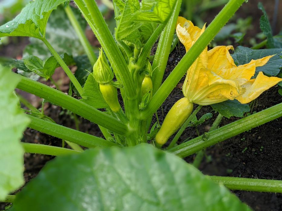 young squash growing