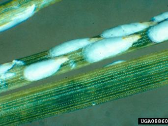 A close-up of teardrop-shaped scales covered in a white waxy covering