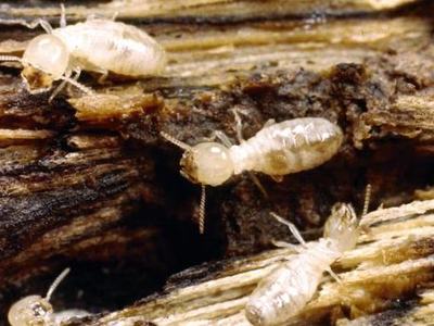 Subterranean Termite Workers