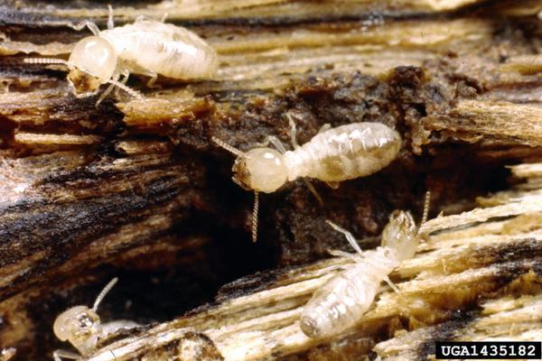 Subterranean termite workers.