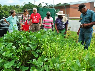 Volunteers looking at cover crops
