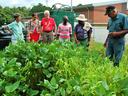 Volunteers looking at cover crops