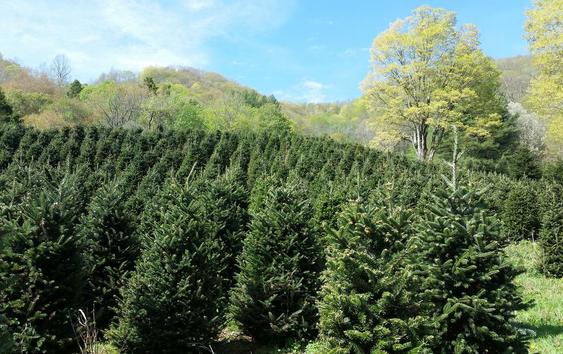 Scouting trees different times of the year