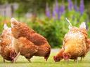 Three chickens pecking at ground