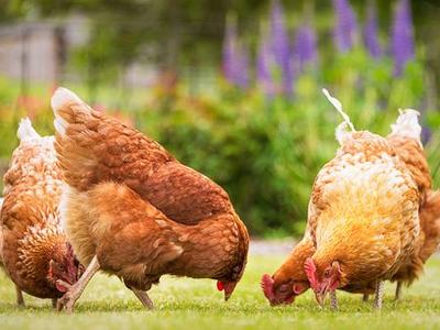 Three chickens pecking at ground