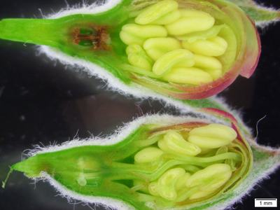 Longitudinal section of an apple blossom at tight cluster. Image by Tatiana Zuber, NC State.