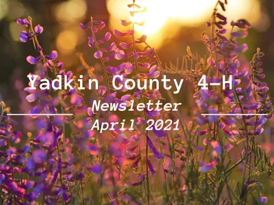 Purple wildflowers at sunset with overlaid text "Yadkin County 4-H Newsletter April 2021"