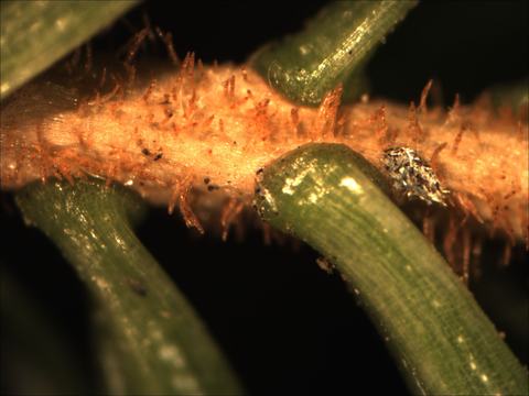 Hairy plant stem with orange trichomes and attached green needle-like leaves