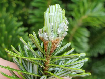 Young fir shoot with resin droplets on emerging needles