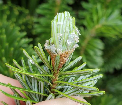 Young fir shoot with resin droplets on emerging needles