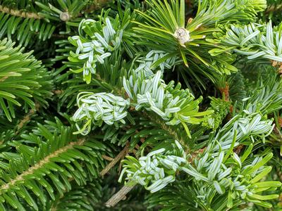 Balsam twig aphid needle curl on new growth. Many needles may straighten through the summer.