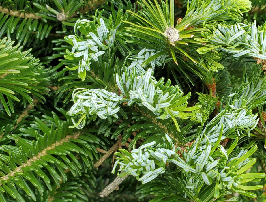Balsam twig aphid needle curl on new growth. Many needles may straighten through the summer.