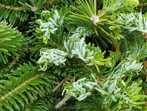 Balsam twig aphid needle curl on new growth. Many needles may straighten through the summer.