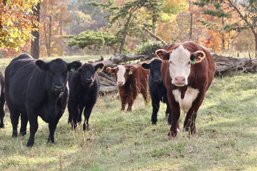 Livestock