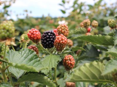 Blackberry plant with one ripe black berry among several unripe red and green berries