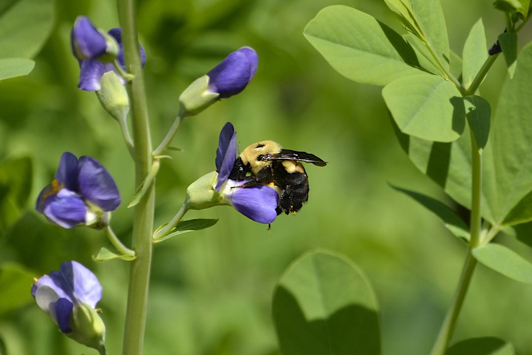 Bumble Bee in Blue False Indigo Blossom