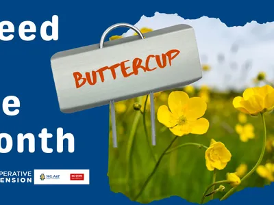 Buttercup Weed in the Pasture