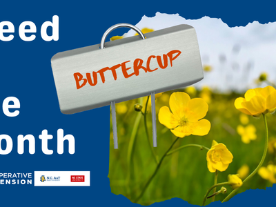 Buttercup Weed in the Pasture