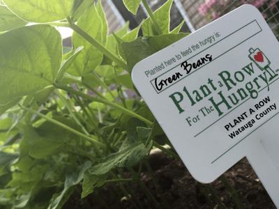 sign marking green beans in a garden