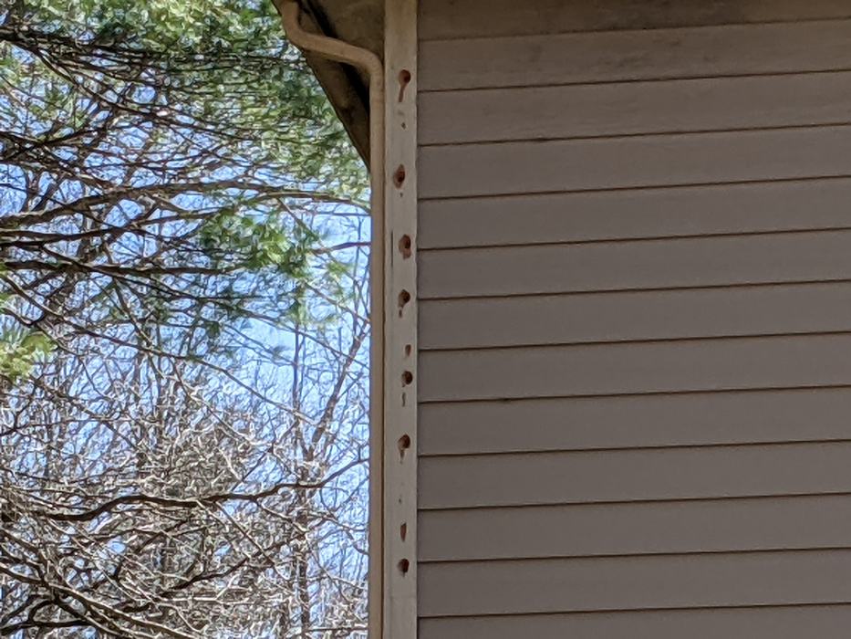 woodpecker holes