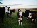 Herd of cows standing in a grassy field at dusk, several facing the camera