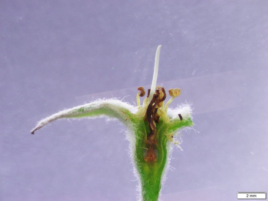 Apple blossom with visible injury to the pistil. Any blossoms exhibiting browning/discoloration of the pistil was categorized as "dead". Photo by Tom Kon, NC State.